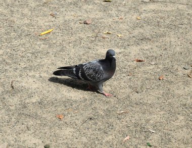 Zemin, tek kuş yürüme tek güvercin