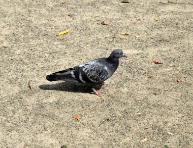 Zemin, tek kuş yürüme tek güvercin