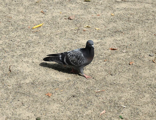 Zemin, tek kuş yürüme tek güvercin