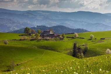 Baden-Wuerttemberg, Almanya 'da Kara Orman' da İlkbahar