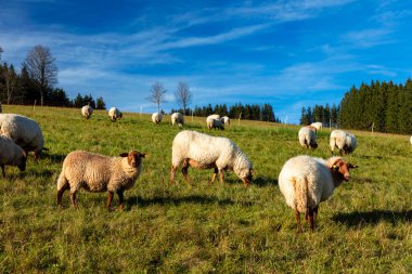 Almanya 'daki Kara Orman' da Breitnau yakınlarında bir koyun sürüsü.