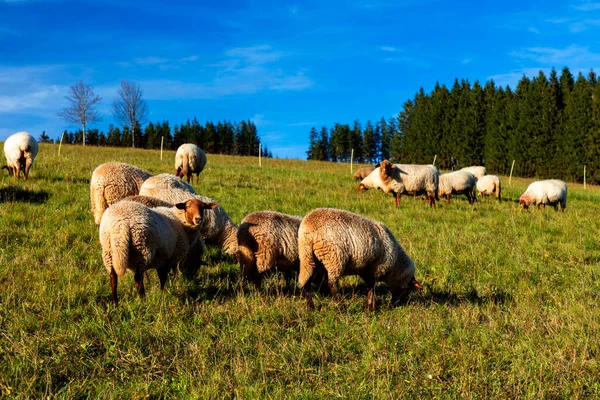 Almanya 'daki Kara Orman' da Breitnau yakınlarında bir koyun sürüsü.