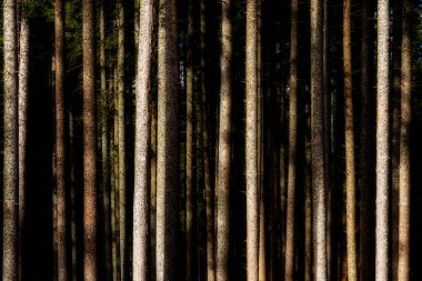 Kara Orman 'daki Ladin Ormanı