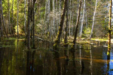 Kara Orman, Titisee, Baden-Wuerttemberg, Almanya