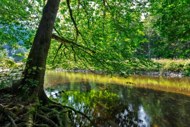 Wutach Vadisi 'ndeki Wutach Nehri, Kara Orman, Baden-Wuerttemberg, Almanya