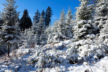 Almanya, Kara Orman 'da Hinterzarten yakınlarında kış ormanı