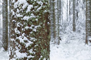 Almanya 'nın Kara Orman bölgesindeki Hinterzarten yakınlarında kışın ladin ormanları