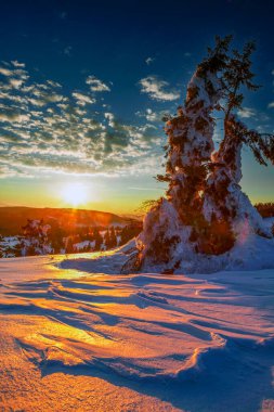 Karla kaplı ladin ağaçlarının önünde gün batımı, kış, Feldberg, Kara Orman, Baden-Wuerttemberg, Almanya
