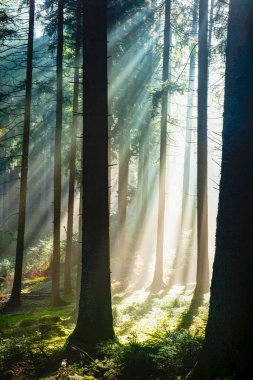 Orman sabah sisi, yaylar, Hinterzarten, Kara Orman, Baden-Wuerttemberg, Almanya