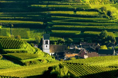 Bağlardaki kilise, Oberbergen, Kaiserstuhl, Baden-Wuerttemberg, Almanya