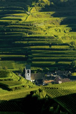 Bağlardaki kilise, Oberbergen, Kaiserstuhl, Baden-Wuerttemberg, Almanya