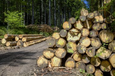Tahta kazık, ladin sandığı, uzun kereste toplama noktası, Kara Orman, Baden-Wuerttemberg, Almanya