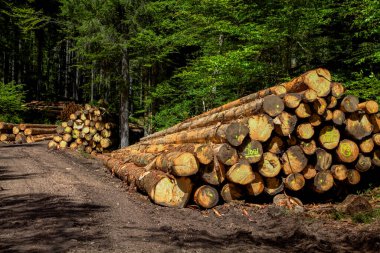 Tahta kazık, ladin sandığı, uzun kereste toplama noktası, Kara Orman, Baden-Wuerttemberg, Almanya