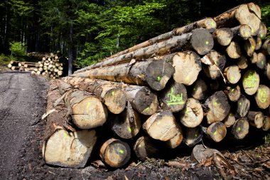Tahta kazık, ladin sandığı, uzun kereste toplama noktası, Kara Orman, Baden-Wuerttemberg, Almanya