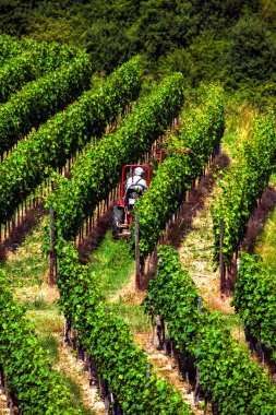 Makine budama, Kaiserstuhl, Kara Orman, Baden-Wuerttemberg, Almanya