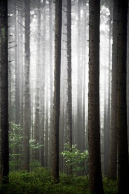 Sisteki ladin ormanı, Kara Orman, Baden-Wuerttemberg, Almanya