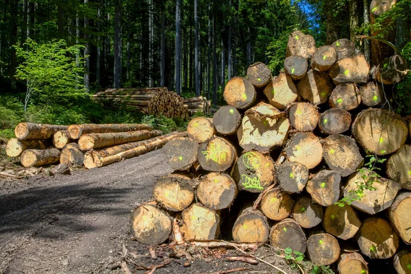 Tahta kazık, ladin sandığı, uzun kereste toplama noktası, Kara Orman, Baden-Wuerttemberg, Almanya