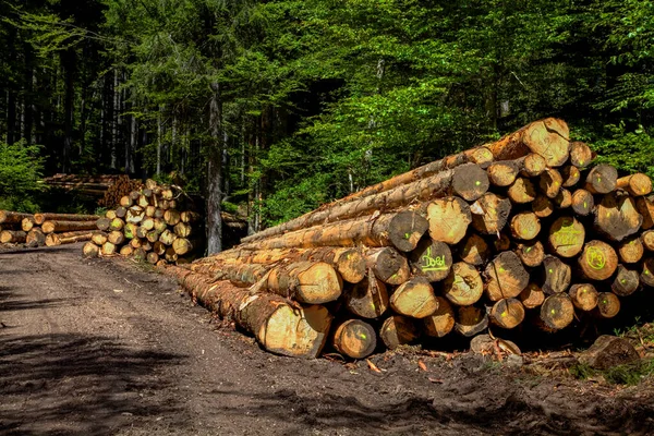 Tahta kazık, ladin sandığı, uzun kereste toplama noktası, Kara Orman, Baden-Wuerttemberg, Almanya