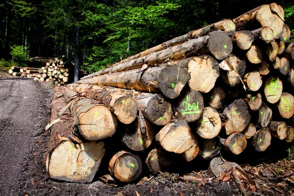 Tahta kazık, ladin sandığı, uzun kereste toplama noktası, Kara Orman, Baden-Wuerttemberg, Almanya