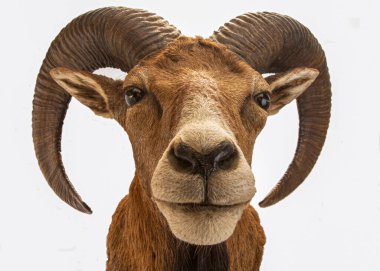 Doldurulmuş bir muflonun izole edilmiş kafası