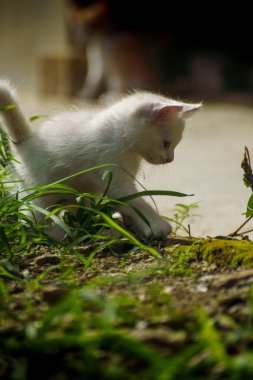 Küçük tüylü beyaz bir kedi yavrusu, açık havada yeşil çimlerde ve yosunlarda dolaşır. Sevimli evcil hayvan merakla çevreyi keşfediyor..