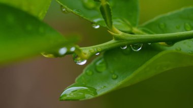 Taze yeşil yaprakların yakın görüntüsü ve temiz su damlacıklarıyla kaplı bir bitki sapı. Damlacıklar ışığı yansıtıyor, bitkinin canlı yeşil dokusunu vurguluyor. Yağmurdan sonra çekilen doğal bir sahne.