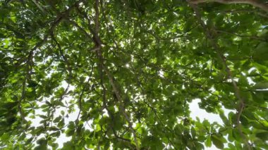 Canlı yeşil yaprakları olan büyük bir ağacın gölgesine doğru bakın. Güneş ışığı yoğun yaprakların arasından süzülür, parlak noktalar ve gölgeler yaratır..