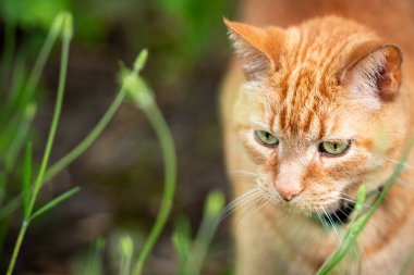 meraklı turuncu tekir kedi dışarıda
