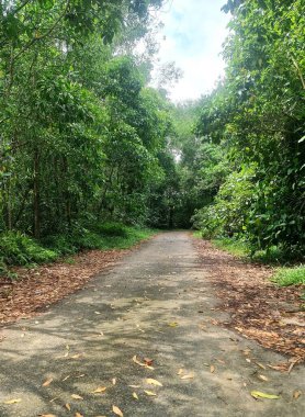 Yemyeşil ağaçlar ve yapraklarla çevrili sarp orman yolu..