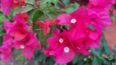 Pembe bougainvillea yeşil yapraklı beyaz tüp çiçeklerini çevreleyen frenler..
