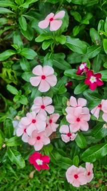 Madagaskar menekşe çiçekleri pembe taç yaprakları ve kırmızı merkezlerle çiçek açıyor..