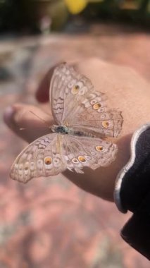 Kelebek elinde dinlenirken sakince kanatlarını açıyor.