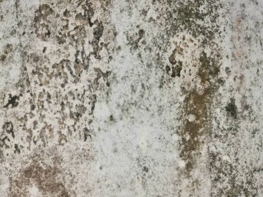 Küflü Duvar Beyaz Renkle Kapat