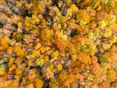 Boone, Kuzey Carolina yakınlarındaki sık orman tepe örtüsünü çarpıcı bir şekilde yukarıdan aşağıya doğru görüntüler. Ağaçlar zirvede, Appalachian arazisinde turuncu, altın ve kırmızı renkli canlı bir duvar halısı sergiliyorlar..