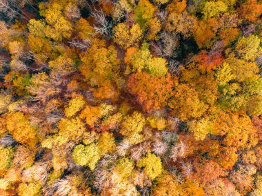 Boone, Kuzey Carolina yakınlarındaki sık orman tepe örtüsünü çarpıcı bir şekilde yukarıdan aşağıya doğru görüntüler. Ağaçlar zirvede, Appalachian arazisinde turuncu, altın ve kırmızı renkli canlı bir duvar halısı sergiliyorlar..