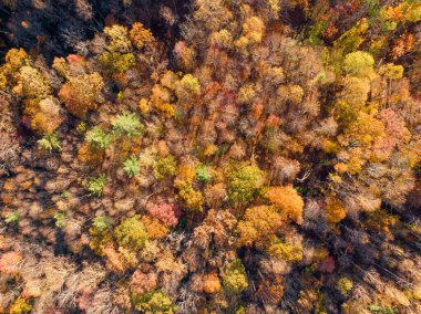 Boone, Kuzey Carolina yakınlarındaki sık orman tepe örtüsünü çarpıcı bir şekilde yukarıdan aşağıya doğru görüntüler. Ağaçlar zirvede, Appalachian arazisinde turuncu, altın ve kırmızı renkli canlı bir duvar halısı sergiliyorlar..