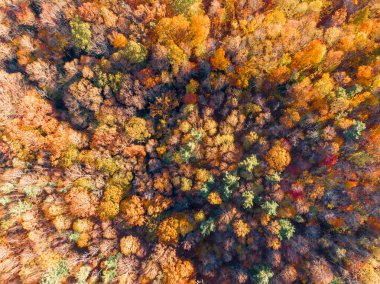 Boone, Kuzey Carolina yakınlarındaki sık orman tepe örtüsünü çarpıcı bir şekilde yukarıdan aşağıya doğru görüntüler. Ağaçlar zirvede, Appalachian arazisinde turuncu, altın ve kırmızı renkli canlı bir duvar halısı sergiliyorlar..