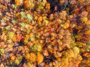 Boone, Kuzey Carolina yakınlarındaki sık orman tepe örtüsünü çarpıcı bir şekilde yukarıdan aşağıya doğru görüntüler. Ağaçlar zirvede, Appalachian arazisinde turuncu, altın ve kırmızı renkli canlı bir duvar halısı sergiliyorlar..