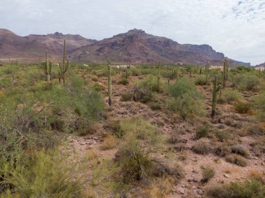 Altın Kanyon, AZ 'de saguaro kaktüsü ve çöl fırçasının alçak açılı görüntüsü. Batıl inanç dağlarının sivri tepeleri bulutlu bir gökyüzüne karşı yükselir. Klasik bir Sonoran Çölü manzarası. Yerli Arizona Flora ve engebeli dağ arazisi..