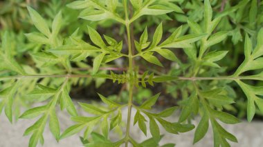 Simetrik köri ağacı eğreltiotu yaprakları, merkezden yayılıyor, başınızın üstünde fotoğraflanmış..