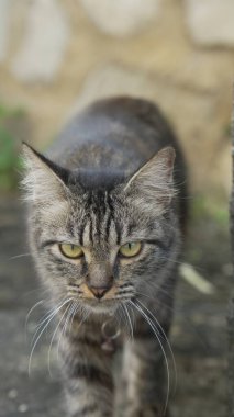 Tekir kedi kaya yüzeyine doğru bakıyor, bıyıkları yön ışıklarıyla vurgulanıyor..
