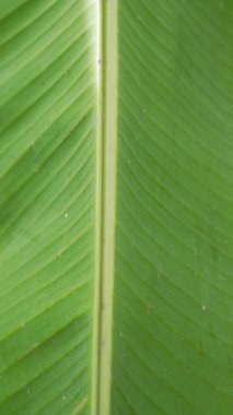 Muz yaprağı göbeğinin makro görüntüsü ve yeşil damarlar..