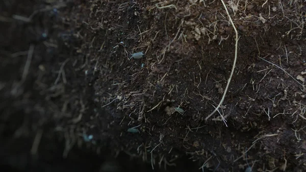 Kökleri ve organik lifleri olan karanlık toprak profili, vurgulanmış toprak dokuları.