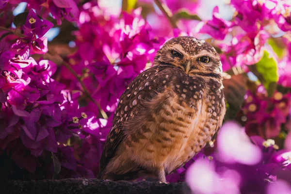 Arka planda Bougainvillea çiçekleri olan beton bir duvarda oyuk baykuşu (Athene cunicularia). Alto Paraiso, Goias Brezilya