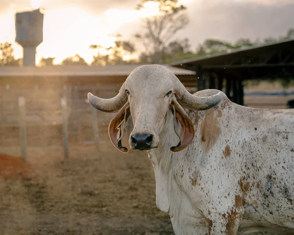 Gün batımında İskenderiye Goias Brezilya 'da bir süt çiftliğindeki Gyr (gir) İneği
