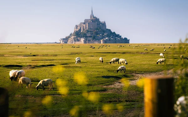 Mont Saint Michel uzaklardan koyun sürüsüyle