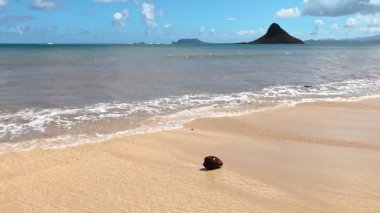 Hawaii, Oahu 'daki Kualoa Çiftliği yakınlarındaki kumlu bir plajda yuvarlanan bir hindistan cevizinin statik görüntüsü tropikal seyahat ve doğa kavramları için doğal gün ışığında çekildi..