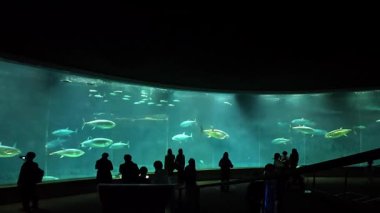 Ziyaretçiler, derin mavi sularda zarifçe yüzen büyük ton balıklarıyla dolu devasa bir akvaryum tankını izlerken koyu renk siluet olarak ortaya çıkıyorlar. Geniş statik çekim bir şehir akvaryumunun atmosferini yakalar..