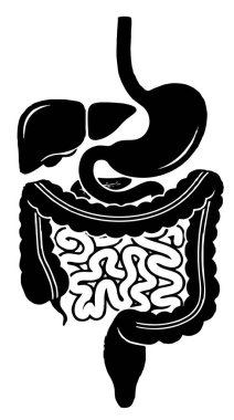 İnsan sindirim sistemi anatomisinin detaylı çizimi