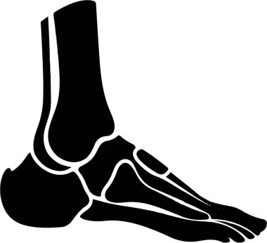 İnsan ayak kemikleri anatomisinin ayrıntılı silüeti